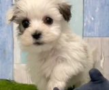 Havachon Puppies For Sale Simply Southern Pups